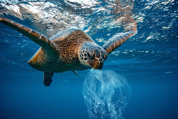 Turtle eating a plastic bag in the ocean 