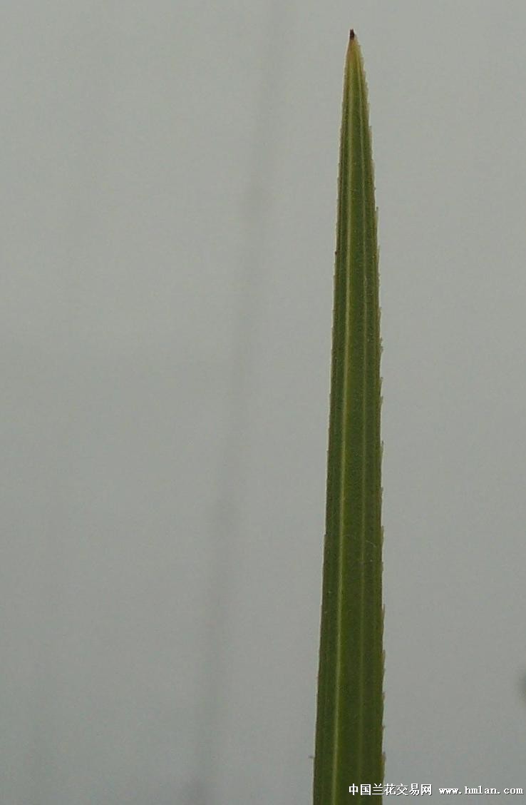 点击图片在新窗口浏览原图