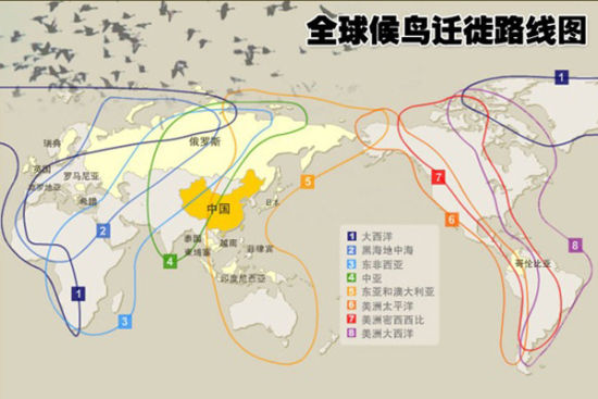 全球候鸟迁徙路线图