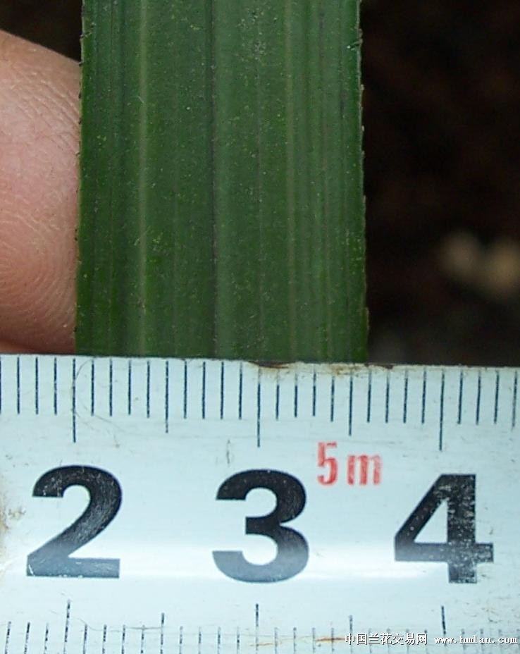 点击图片在新窗口浏览原图