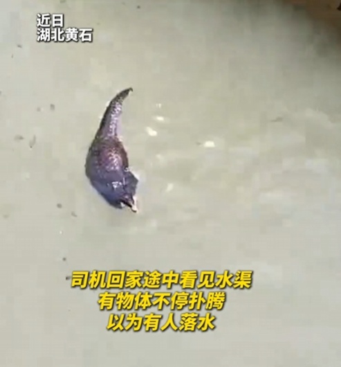 转发这条鲮鲤!货车司机救下的“胖宝宝”,是国家一级保护动物!