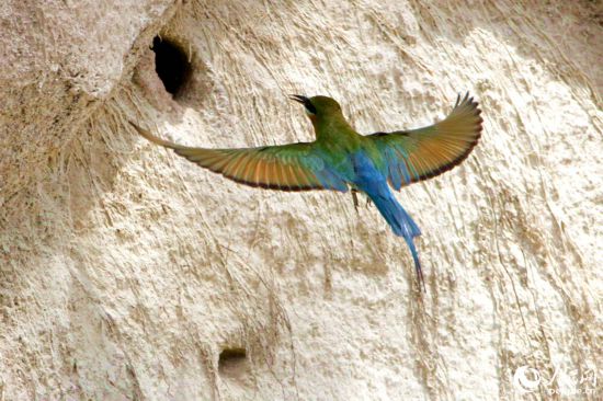 展翅飞行的栗喉蜂虎。人民网 陈博摄