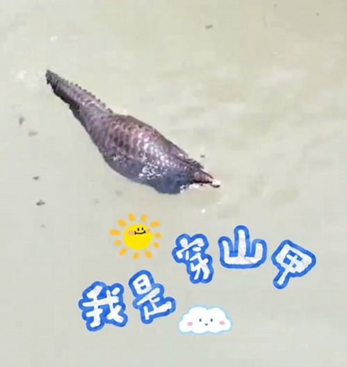 转发这条鲮鲤!货车司机救下的“胖宝宝”,是国家一级保护动物!