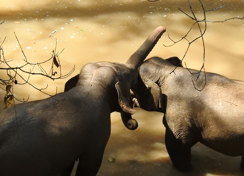 小短鼻家族在野象谷。云南西双版纳国家级自然保护区管护局提供