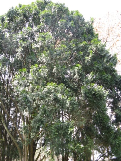 Calocedrus macrolepis