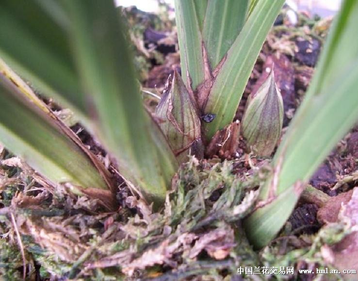 点击图片在新窗口浏览原图