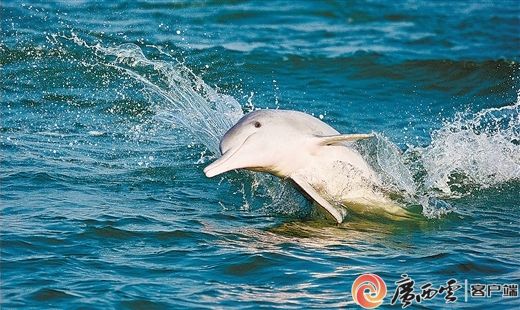 快来收藏！刚刚，广西发布了布氏鲸和中华白海豚观护指南