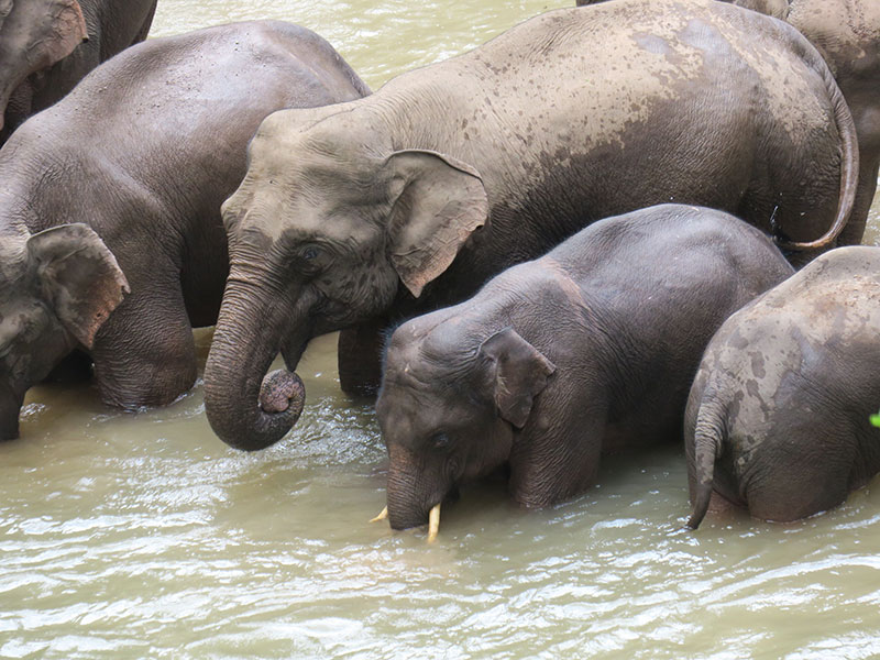 2022年4月-6月短鼻家族在野象谷。云南西双版纳国家级自然保护区管护局提供