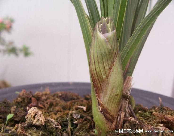 点击图片在新窗口浏览原图