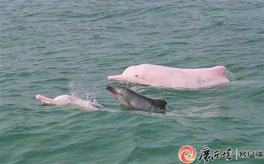 快来收藏！刚刚，广西发布了布氏鲸和中华白海豚观护指南