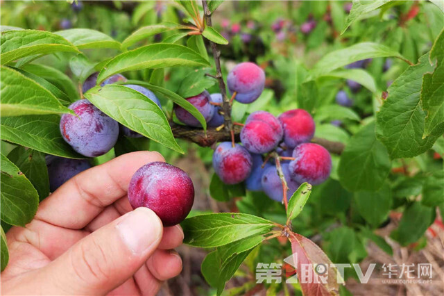 当地种下的果树吸引了不少游客前来游玩采摘。第1眼TV-华龙网记者 石涛 摄