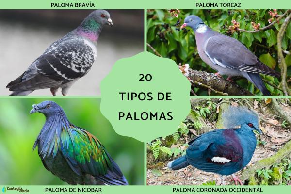 Tipos de palomas