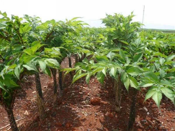 魔芋长什么样子？高清图片带你认识魔芋真面目！