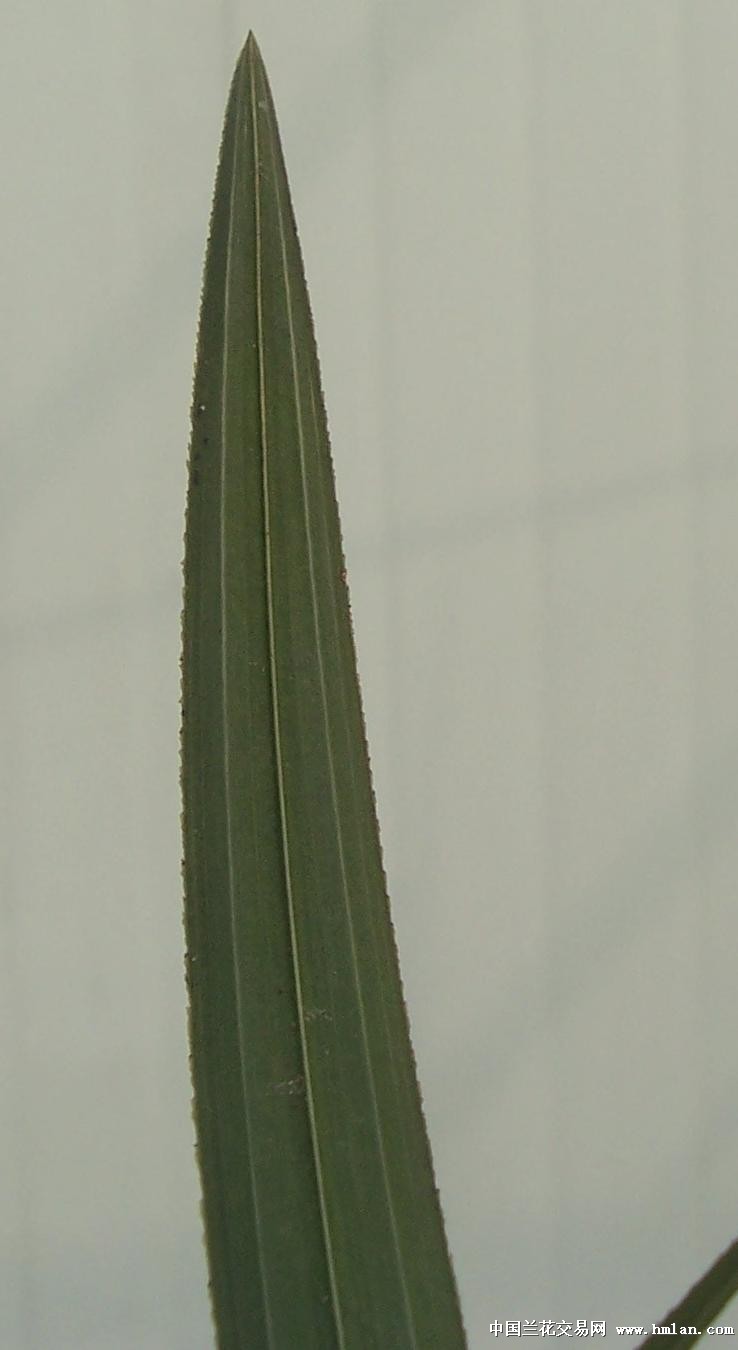 点击图片在新窗口浏览原图