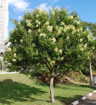 Ligustrum lucidum o aligustre chino