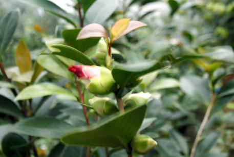 中华人民共和国植物新品种保护条例2025修订