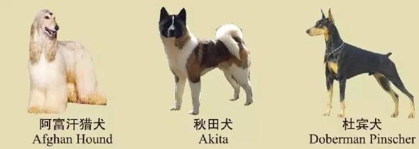 速看！南京养犬规定