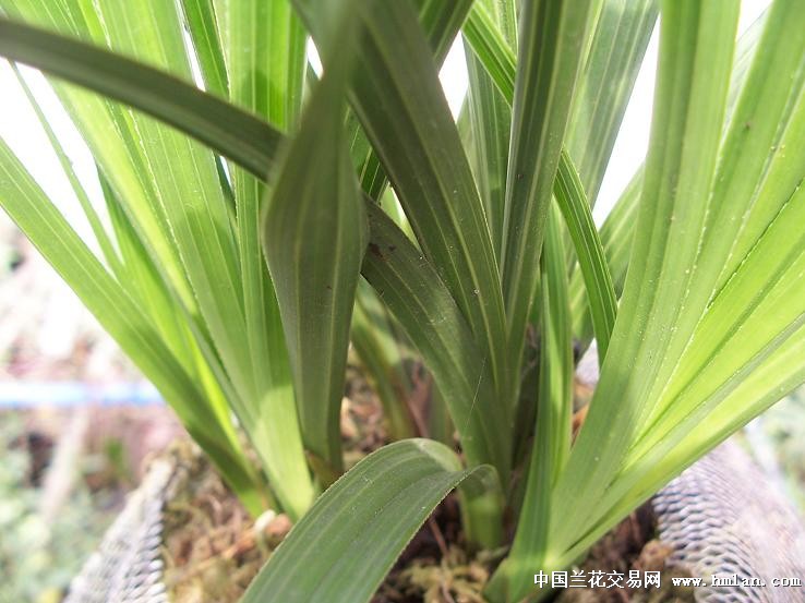 点击图片在新窗口浏览原图