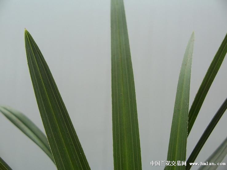 点击图片在新窗口浏览原图