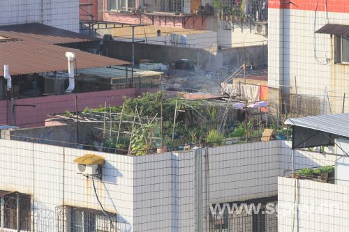 “私家菜园”乱象亟待解决(分离图)杨纯(577756)-20201112091328