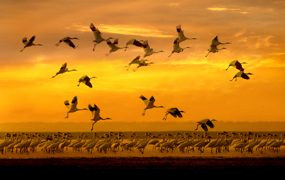 拍摄到的鹤群（江西鄱阳湖国际重要湿地）。国家林业和草原局供图