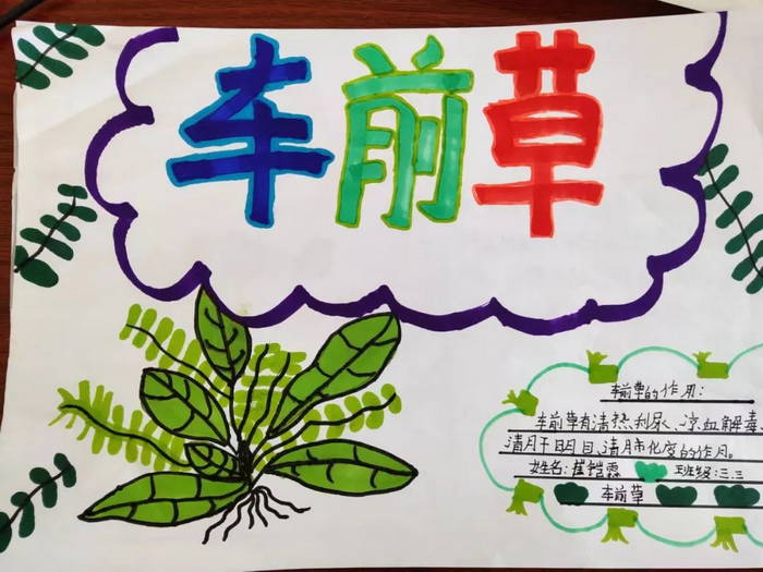 中医药文化进校园的手抄报