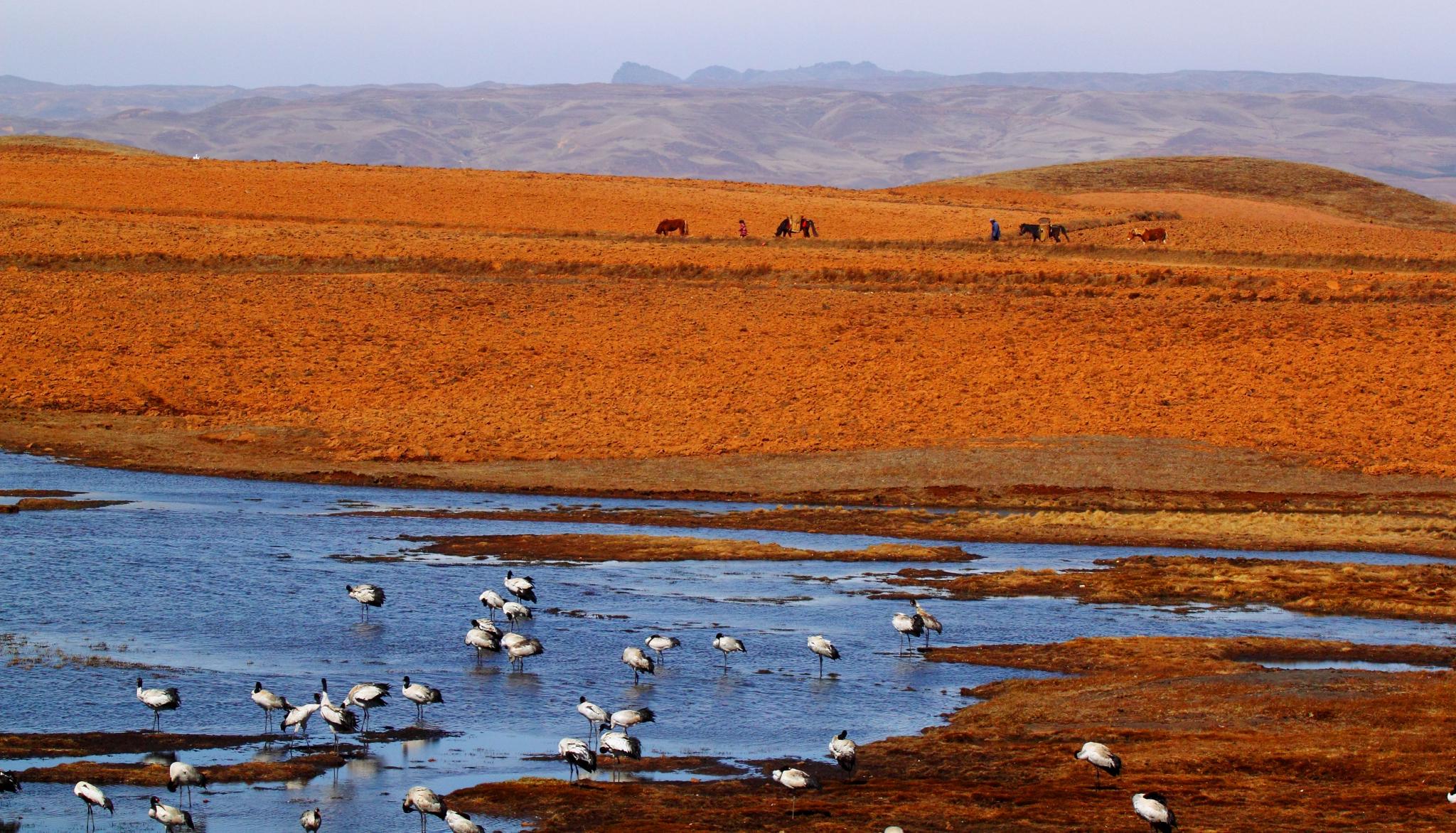 拍摄到的鹤群（云南大山包国际重要湿地）。国家林业和草原局供图