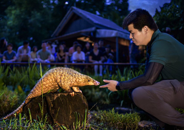 饲养员与穿山甲的温馨互动