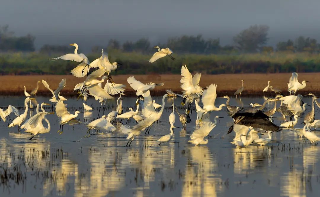 正在河北衡水湖停留的候鸟群