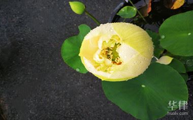 有关域名纠纷的法律依据是什么