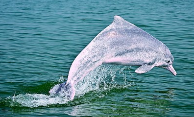 海水更清、海滩更净、湿地更美……