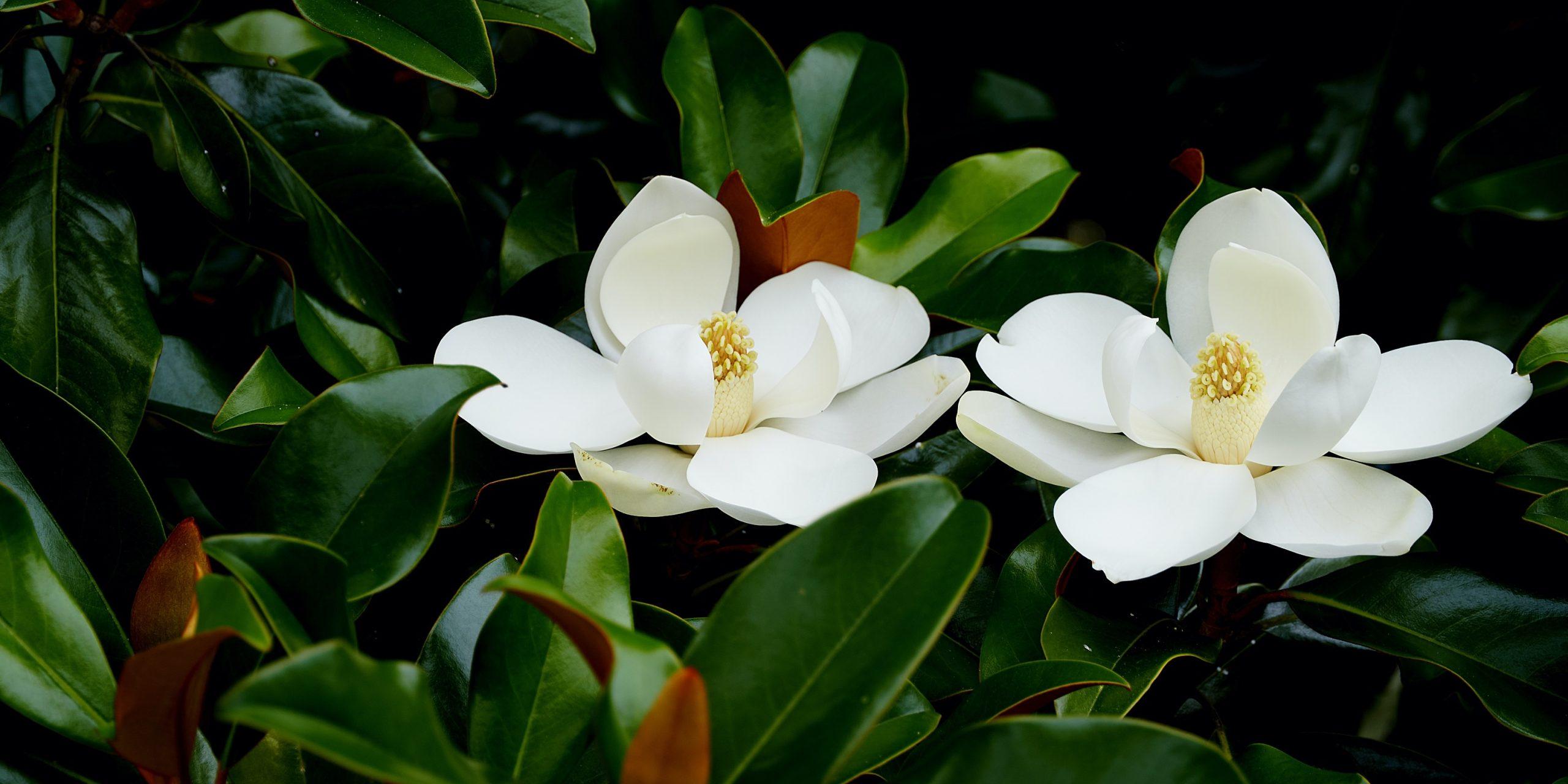 植物:种类和基本特征