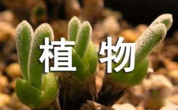 保护植物的宣传标语（精选50句）
