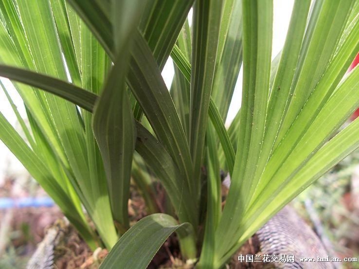 点击图片在新窗口浏览原图