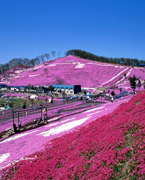 【日本】    1963年，为适应发展日本观光业的要求，确立旅行观光在日本国民经济中的地位，经国会通过颁行《旅游基本法》。1959年颁行了《国际观光振兴会法》，该法规定国际观光振兴会为特殊法人，代表政府行使一部分管理旅游业的权限。