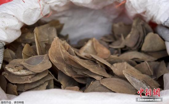 提货单当时申报集装箱装的是木头，但经检查，执法人员却在其中一个集装箱发现一袋袋的象牙和穿山甲鳞片。其中132袋象牙，总重量约8.8公吨，是新加坡查获的最大批走私象牙。此外，还有237袋穿山甲鳞片重达11.9公吨。图为缴获的穿山甲鳞片。文字来源：央视新闻