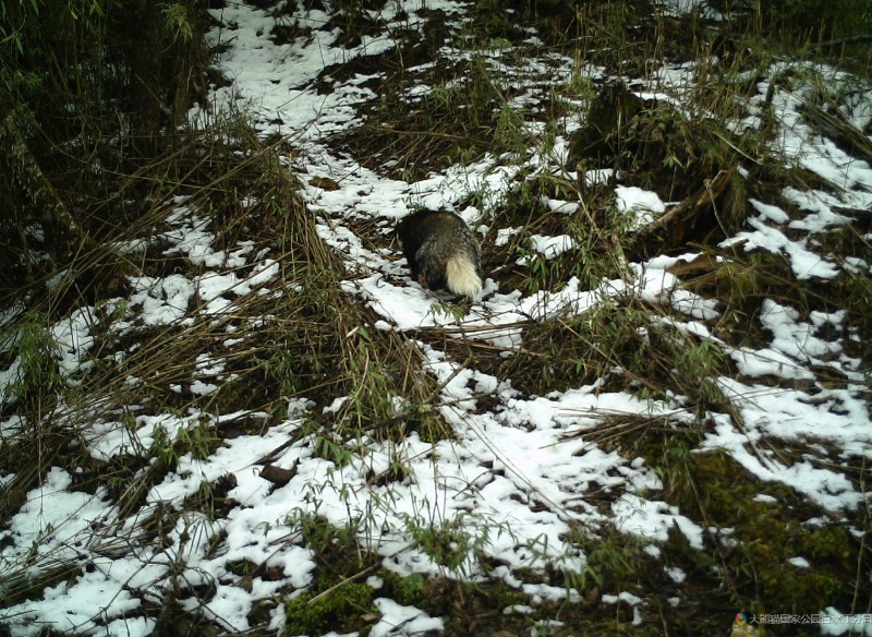 (2022白马一002)猪獾 (2)