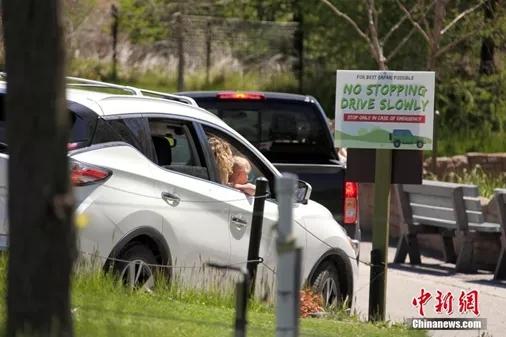 多伦多动物园以自驾游览方式恢复开园迎客（/p中新社记者 余瑞冬摄）