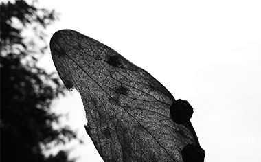 律师分几种等级