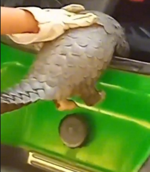 转发这条鲮鲤!货车司机救下的“胖宝宝”,是国家一级保护动物!