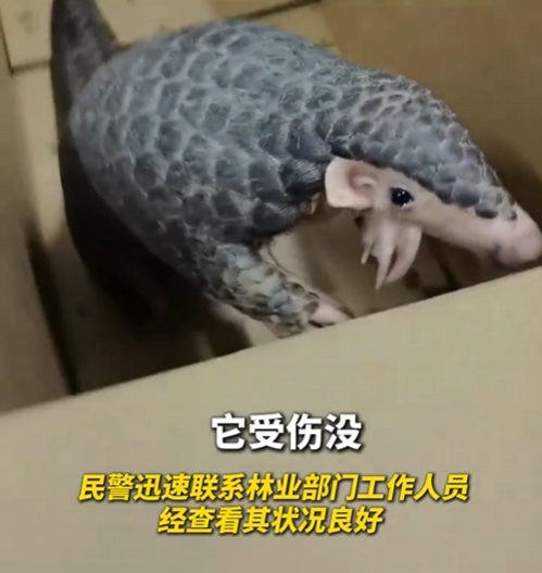 转发这条鲮鲤!货车司机救下的“胖宝宝”,是国家一级保护动物!