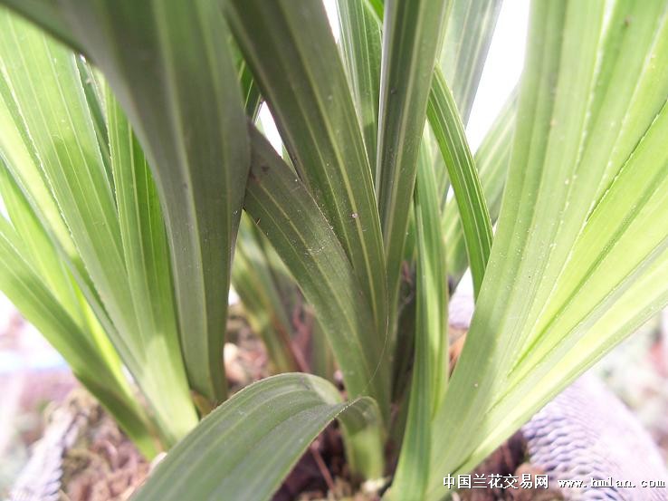 点击图片在新窗口浏览原图