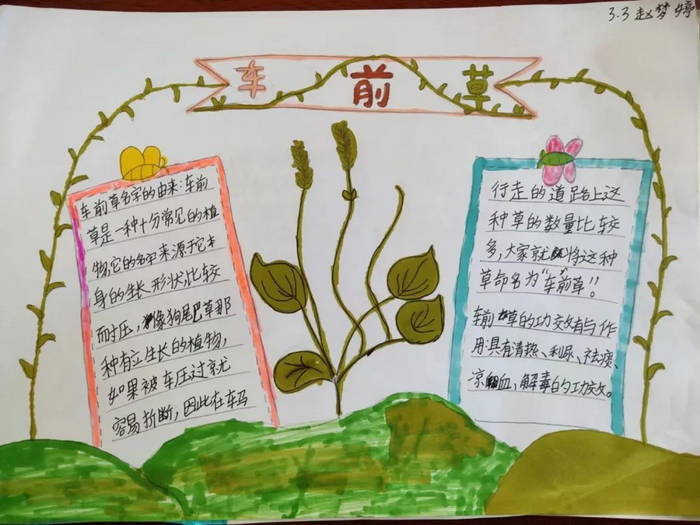 中医药文化进校园手抄报