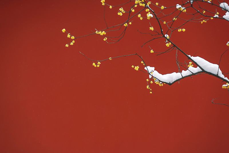 梅花红墙,雪冬,中国北京图片下载