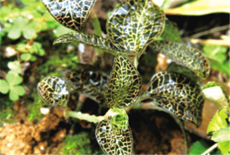 国家二级保护植物金线兰 网络截图