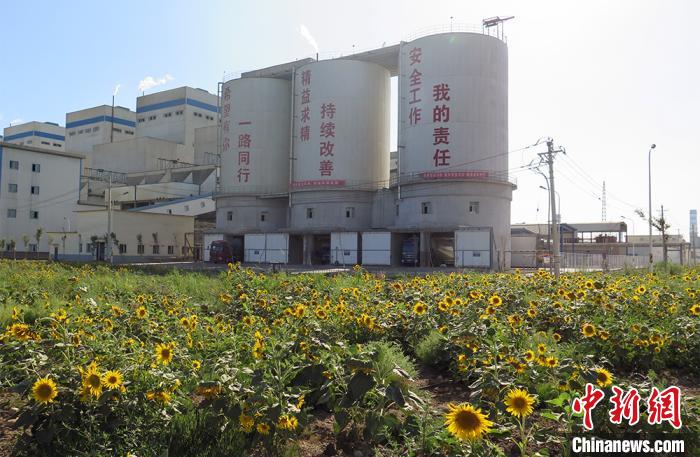 位于准东开发区里的一家企业种植的绿化植被。准东开发区供图