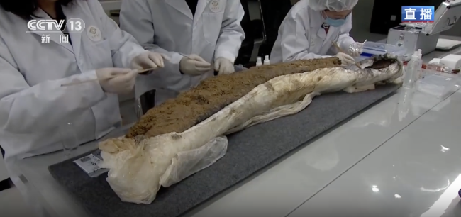 三星堆出土象牙保护有新进展